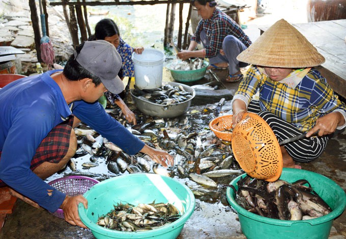 Ngợp với cảnh mỏi tay vớt c&aacute; dạt v&agrave;o bờ ở C&agrave; Mau, Bạc Li&ecirc;u - Ảnh 12.