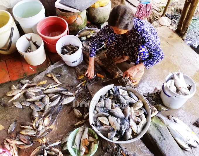 Ngợp với cảnh mỏi tay vớt c&aacute; dạt v&agrave;o bờ ở C&agrave; Mau, Bạc Li&ecirc;u - Ảnh 14.