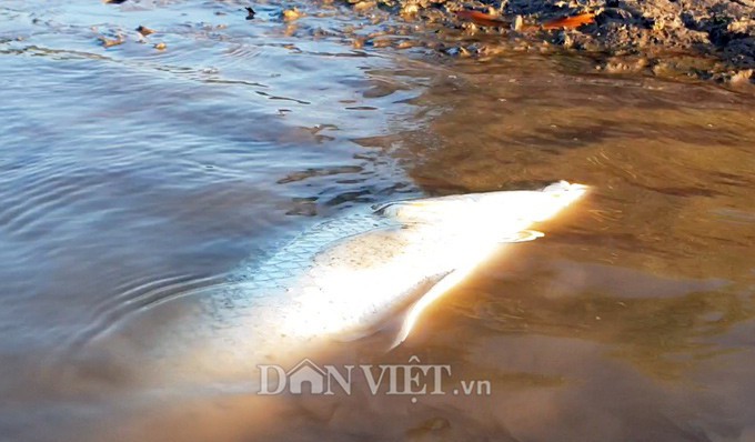 Ngợp với cảnh mỏi tay vớt cá dạt vào bờ ở Cà Mau, Bạc Liêu