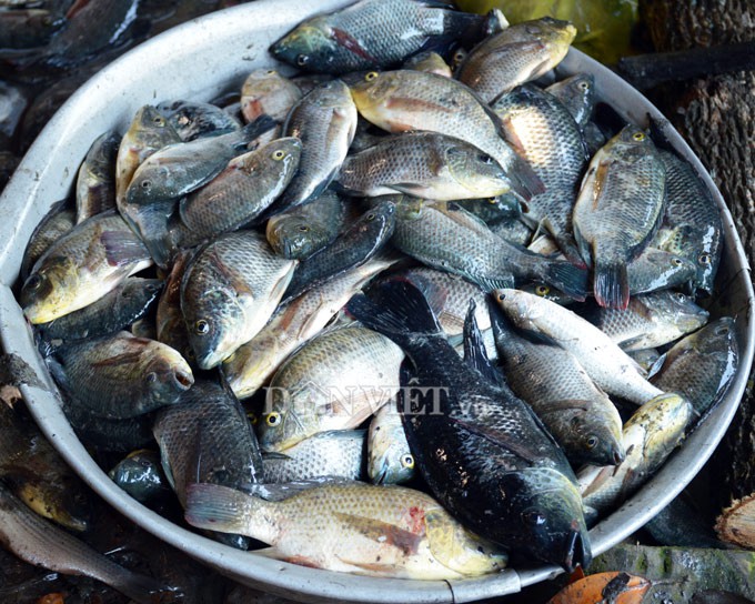 Ngợp với cảnh mỏi tay vớt c&aacute; dạt v&agrave;o bờ ở C&agrave; Mau, Bạc Li&ecirc;u - Ảnh 7.