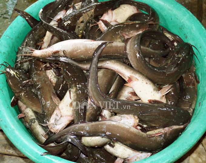 Ngợp với cảnh mỏi tay vớt c&aacute; dạt v&agrave;o bờ ở C&agrave; Mau, Bạc Li&ecirc;u - Ảnh 9.