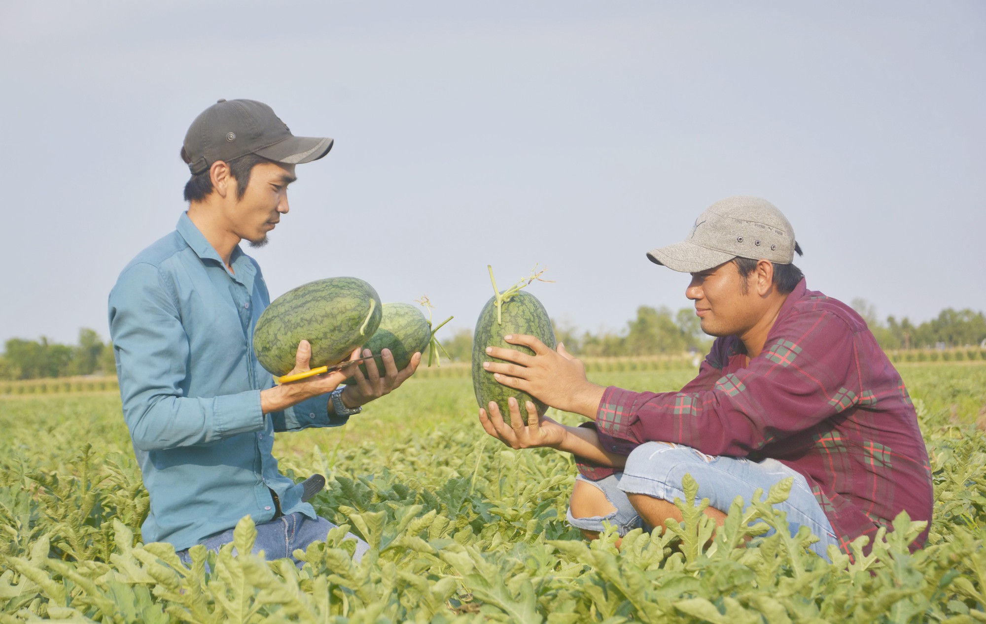 Nắng ch&aacute;y da, n&ocirc;ng d&acirc;n vẫn tươi cười v&igrave; được m&ugrave;a dưa hấu ngọt - Ảnh 5.