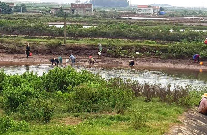 Thực hư thông tin xã "bật đèn xanh" cho hàng chục người "hôi" ngao