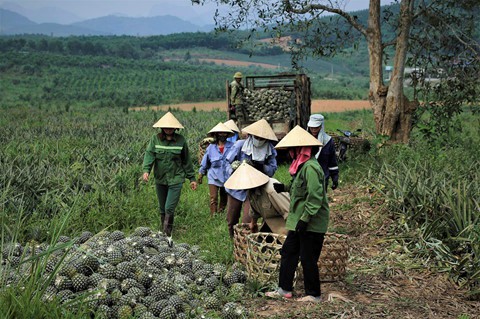 Dứa rớt gi&aacute; thảm, d&acirc;n cắn răng b&aacute;n th&aacute;o mong gỡ vốn - Ảnh 13.