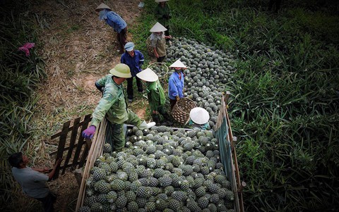 Dứa rớt gi&aacute; thảm, d&acirc;n cắn răng b&aacute;n th&aacute;o mong gỡ vốn - Ảnh 3.