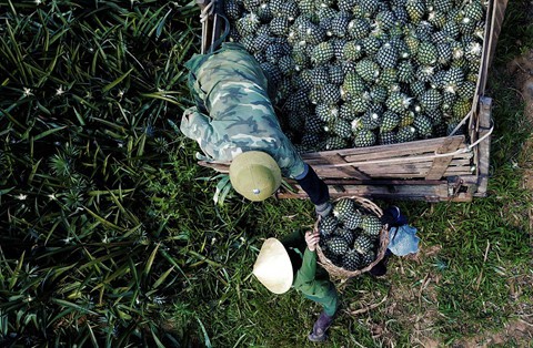 Dứa rớt gi&aacute; thảm, d&acirc;n cắn răng b&aacute;n th&aacute;o mong gỡ vốn - Ảnh 4.