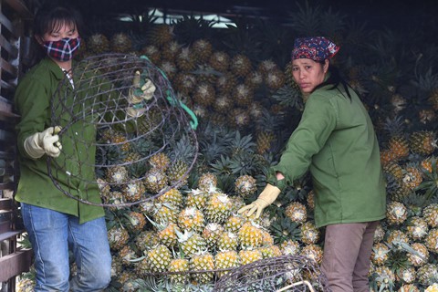 Dứa rớt gi&aacute; thảm, d&acirc;n cắn răng b&aacute;n th&aacute;o mong gỡ vốn - Ảnh 5.
