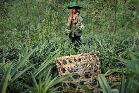 Dứa rớt gi&aacute; thảm, d&acirc;n cắn răng b&aacute;n th&aacute;o mong gỡ vốn - Ảnh 7.