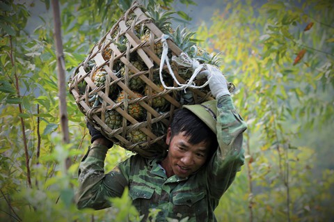Dứa rớt gi&aacute; thảm, d&acirc;n cắn răng b&aacute;n th&aacute;o mong gỡ vốn - Ảnh 9.