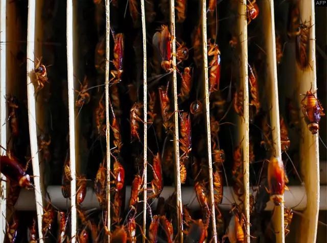 Mục sở thị trang trại nu&ocirc;i h&agrave;ng triệu con gi&aacute;n l&agrave;m mồi nhậu - Ảnh 4.