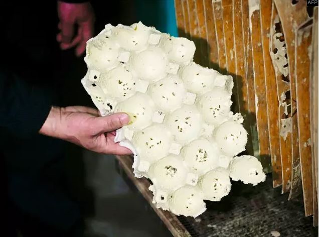 Mục sở thị trang trại nu&ocirc;i h&agrave;ng triệu con gi&aacute;n l&agrave;m mồi nhậu - Ảnh 6.