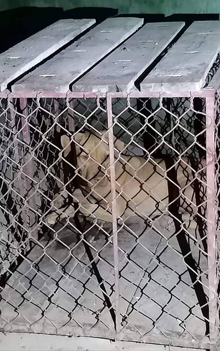 Đi qua k&yacute; t&uacute;c x&aacute;, 1 nữ lao c&ocirc;ng bị ch&oacute; nam sinh nu&ocirc;i lao ra cắn x&eacute; - Ảnh 1.