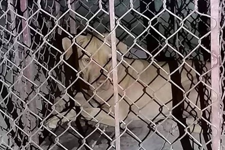 Đi qua ký túc xá, 1 nữ lao công bị chó nam sinh nuôi lao ra cắn xé