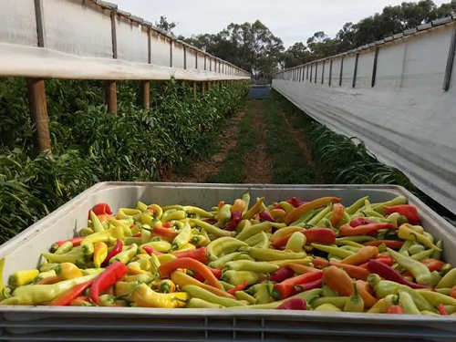 88 ngày ác mộng của phượt thủ mơ kiếm tiền ở Australia - Ảnh 2.