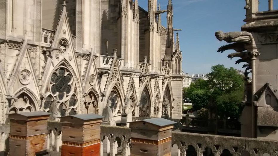 Những &ldquo;nh&acirc;n vật đặc biệt&rdquo; sống s&oacute;t sau vụ ch&aacute;y Nh&agrave; thờ Đức B&agrave; Paris - Ảnh 5.