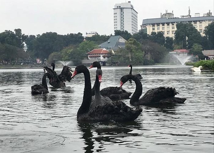 Đàn thiên nga 12 con ở hồ Thiền Quang bất ngờ đẻ gần 20 quả trứng