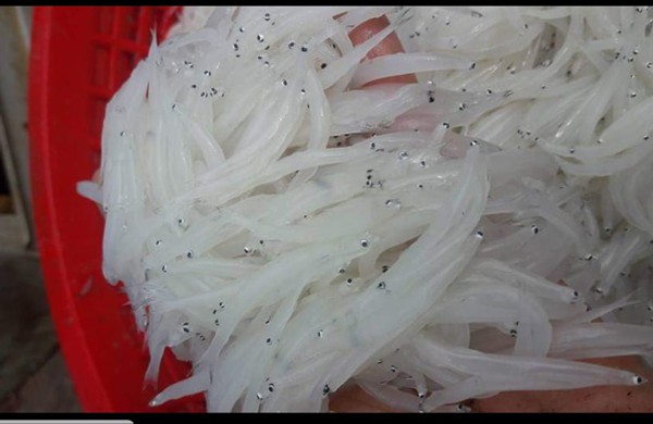 Nhiều người H&agrave; Nội tranh mua con c&aacute; trắng tinh, th&acirc;n mềm như b&uacute;n - Ảnh 2.