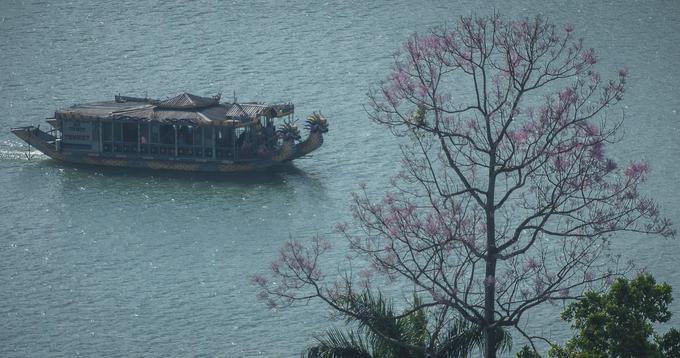 Những loài hoa khoe sắc trong nắng hạ ở Huế - Ảnh 2.