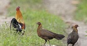 Chết mê với món gà nướng, xé phay trên đỉnh Ma Thiên Lãnh