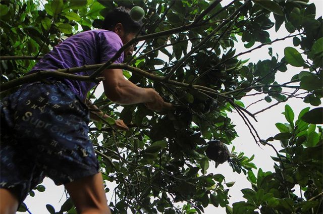 Săn trứng kiến l&agrave;m m&oacute;n ăn đặc sản ở ngoại th&agrave;nh H&agrave; Nội - Ảnh 1.