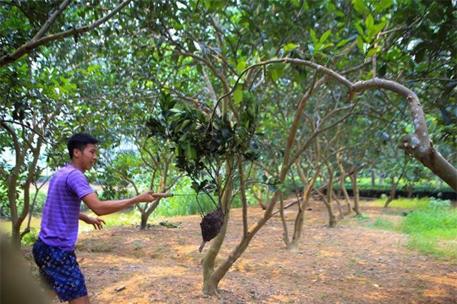 Săn trứng kiến l&agrave;m m&oacute;n ăn đặc sản ở ngoại th&agrave;nh H&agrave; Nội - Ảnh 3.
