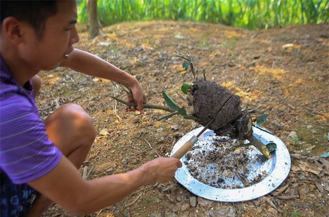Săn trứng kiến l&agrave;m m&oacute;n ăn đặc sản ở ngoại th&agrave;nh H&agrave; Nội - Ảnh 4.