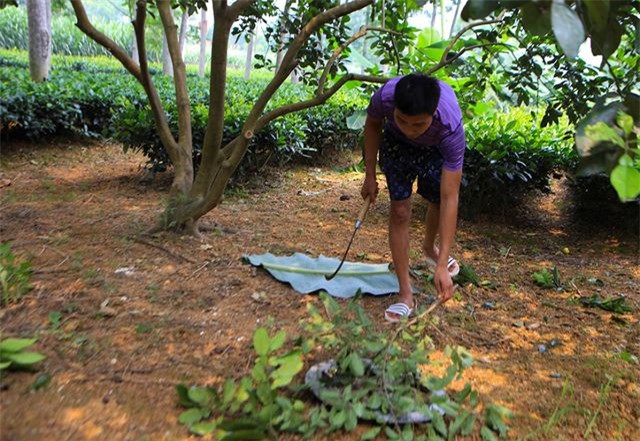 Săn trứng kiến l&agrave;m m&oacute;n ăn đặc sản ở ngoại th&agrave;nh H&agrave; Nội - Ảnh 5.