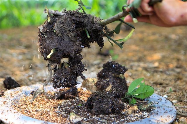 Săn trứng kiến l&agrave;m m&oacute;n ăn đặc sản ở ngoại th&agrave;nh H&agrave; Nội - Ảnh 6.