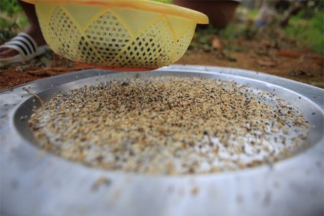 Săn trứng kiến l&agrave;m m&oacute;n ăn đặc sản ở ngoại th&agrave;nh H&agrave; Nội - Ảnh 8.