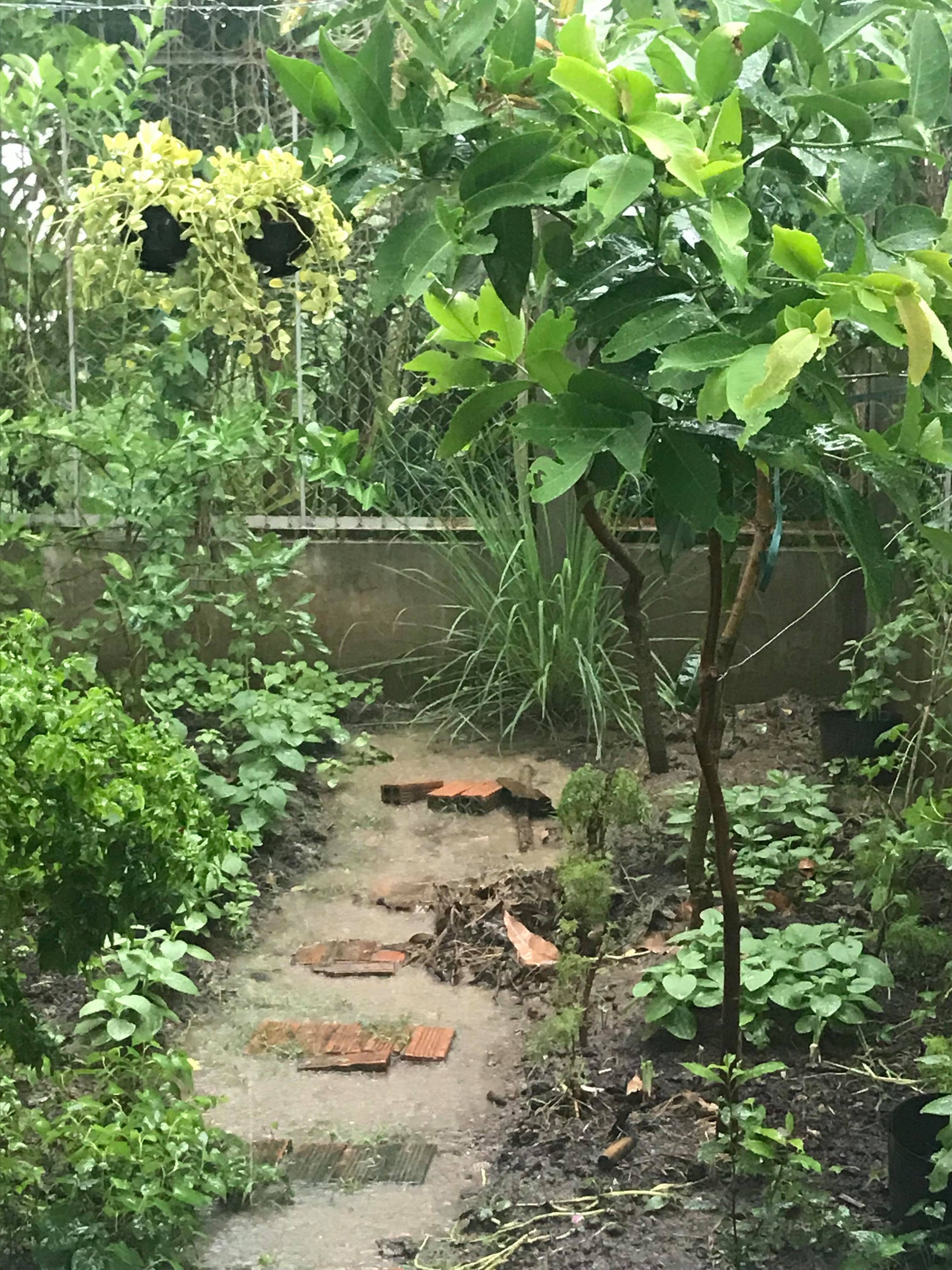 Trời nắng gắt mấy th&aacute;ng qua bỗng đổ mưa v&agrave;ng, giải nhiệt cho người d&acirc;n T&acirc;y Đ&ocirc; - Ảnh 6.