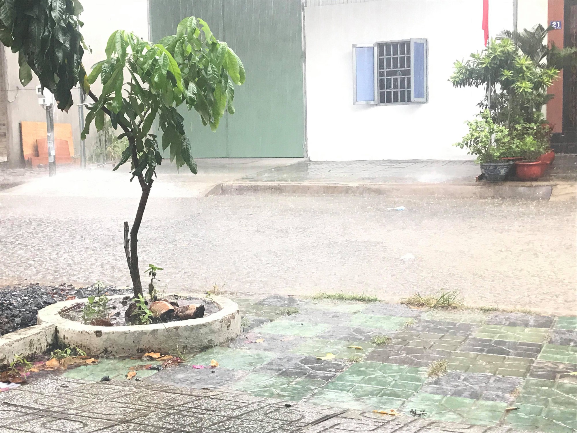 Trời nắng gắt mấy th&aacute;ng qua bỗng đổ mưa v&agrave;ng, giải nhiệt cho người d&acirc;n T&acirc;y Đ&ocirc; - Ảnh 7.