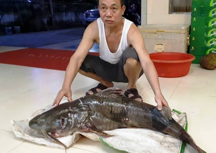 Ng&agrave;y lễ, thả c&acirc;u bắt được c&aacute; gh&eacute; &ldquo;khủng&rdquo; 22 kg, d&agrave;i hơn 1 m - Ảnh 2.
