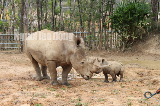 Ngắm tê giác con được sinh ra ở Safari Phú Quốc