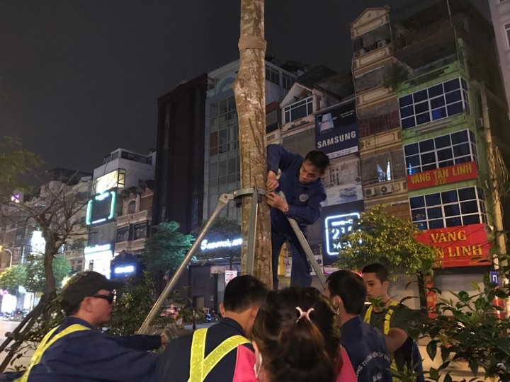 H&agrave; Nội l&yacute; giải g&igrave; về việc bất ngờ chặt hạ h&agrave;ng loạt c&acirc;y phượng trong đ&ecirc;m? - Ảnh 2.