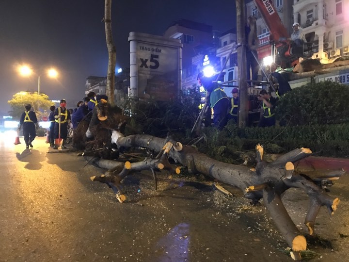 H&agrave; Nội l&yacute; giải g&igrave; về việc bất ngờ chặt hạ h&agrave;ng loạt c&acirc;y phượng trong đ&ecirc;m? - Ảnh 3.