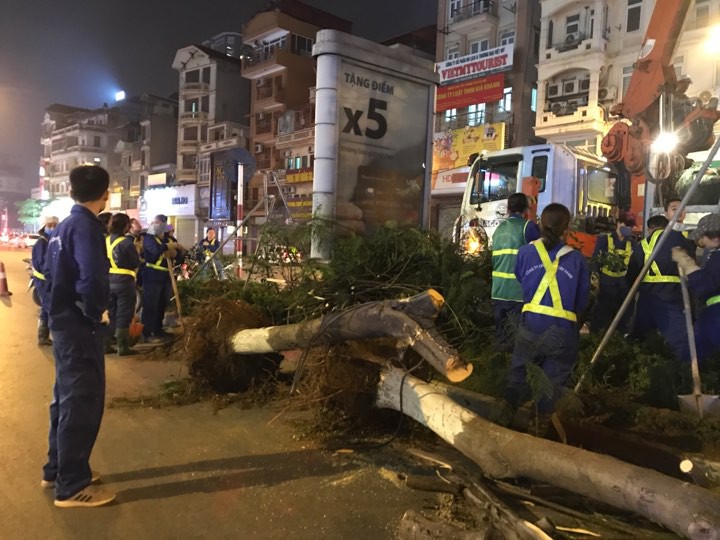 H&agrave; Nội l&yacute; giải g&igrave; về việc bất ngờ chặt hạ h&agrave;ng loạt c&acirc;y phượng trong đ&ecirc;m? - Ảnh 4.