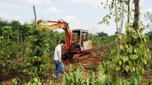 NGƯỜI TRỒNG TIÊU, CÀ PHÊ LỖ NẶNG VÌ BỊ... "BẺ KÈO": Phớt lờ chỉ đạo của tỉnh