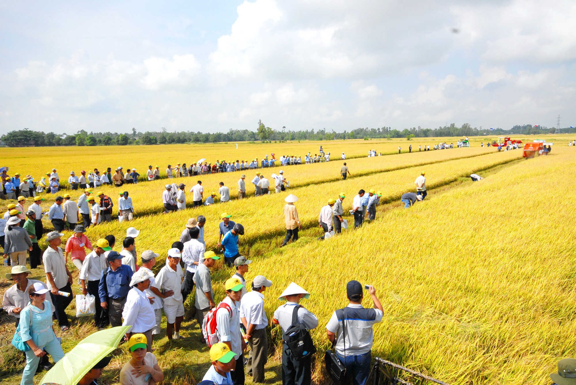 Cánh đồng lớn... hụt hơi!