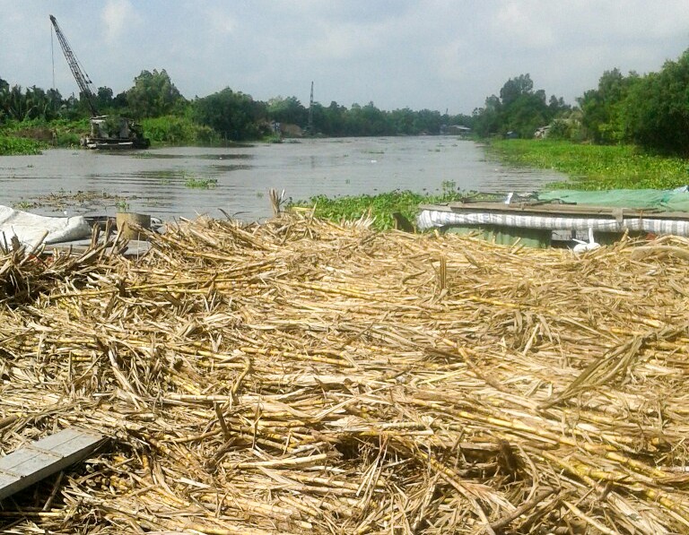 Không mua mía cho dân do bị tạm dừng hoạt động vì gây ô nhiễm, đúng hay sai?
