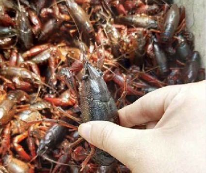 Cảnh báo cần hơn giải cứu