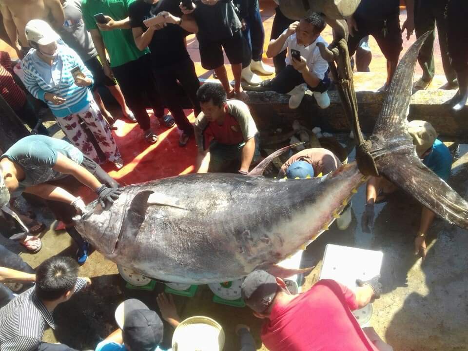Khánh Hòa: Bắt cá ngừ đại dương "khủng" nặng 386 kg