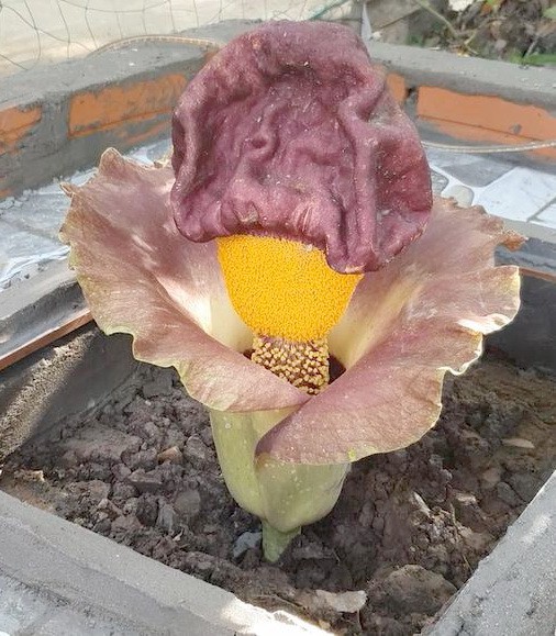 Dẹp bỏ b&agrave;n thờ c&uacute;ng b&aacute;i hoa x&aacute;c thối nhưng nghĩ l&agrave; hoa thần - Ảnh 1.