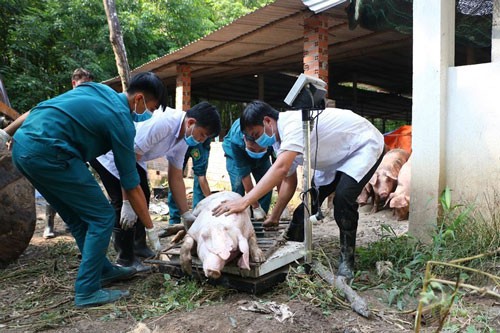 Xuất hiện dịch tả heo châu Phi ở Bình Dương