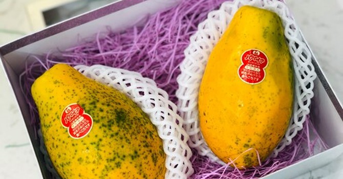 Đu đủ mini Nhật giá tiền triệu