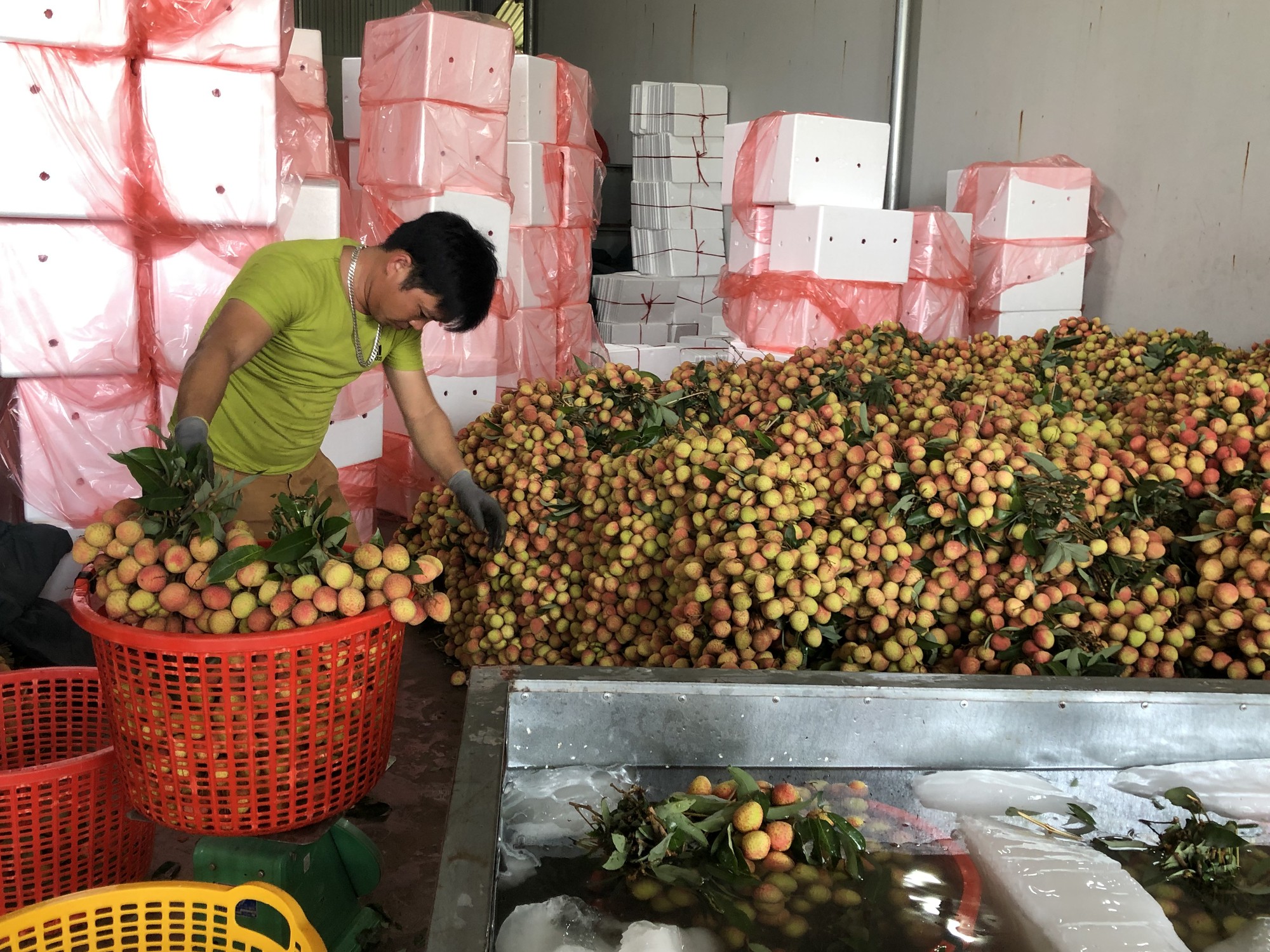 Thương nhân Trung Quốc sang Bắc Giang thu gom vải thiều