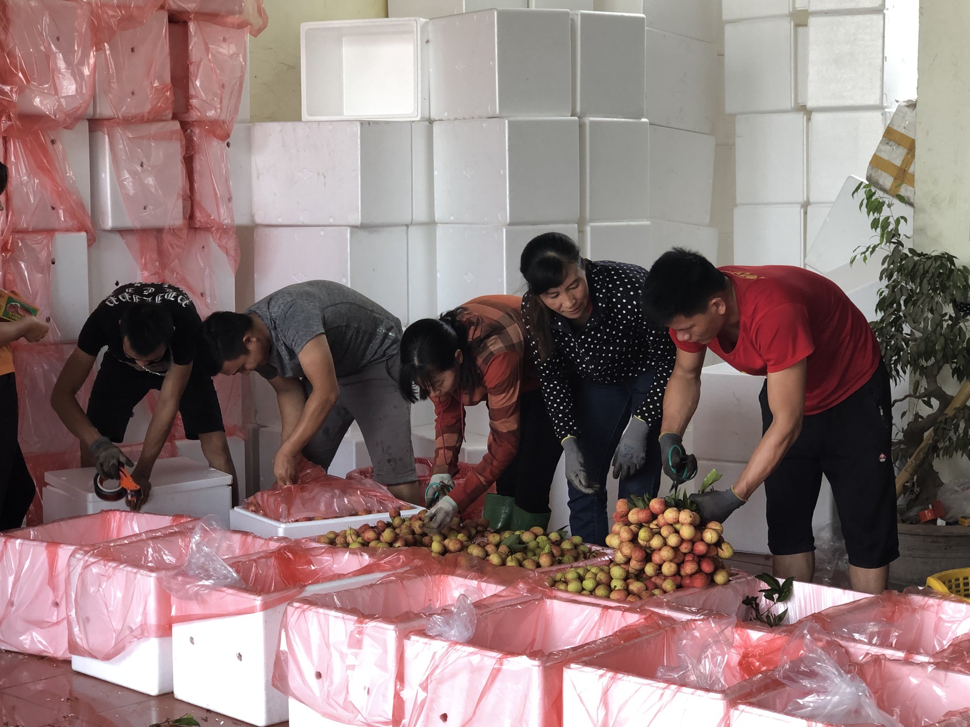 Trung Quốc tạo điều kiện cho trái vải Bắc Giang