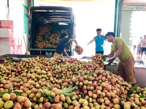 Sắp có vải thiều organic