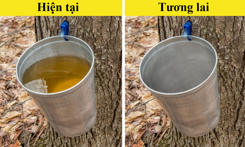 10 loại thực phẩm c&oacute; nguy cơ &ldquo;tuyệt chủng&rdquo; v&igrave; biến đổi kh&iacute; hậu - Ảnh 6.