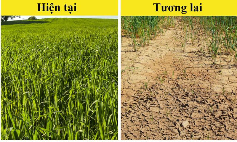10 loại thực phẩm c&oacute; nguy cơ &ldquo;tuyệt chủng&rdquo; v&igrave; biến đổi kh&iacute; hậu - Ảnh 8.
