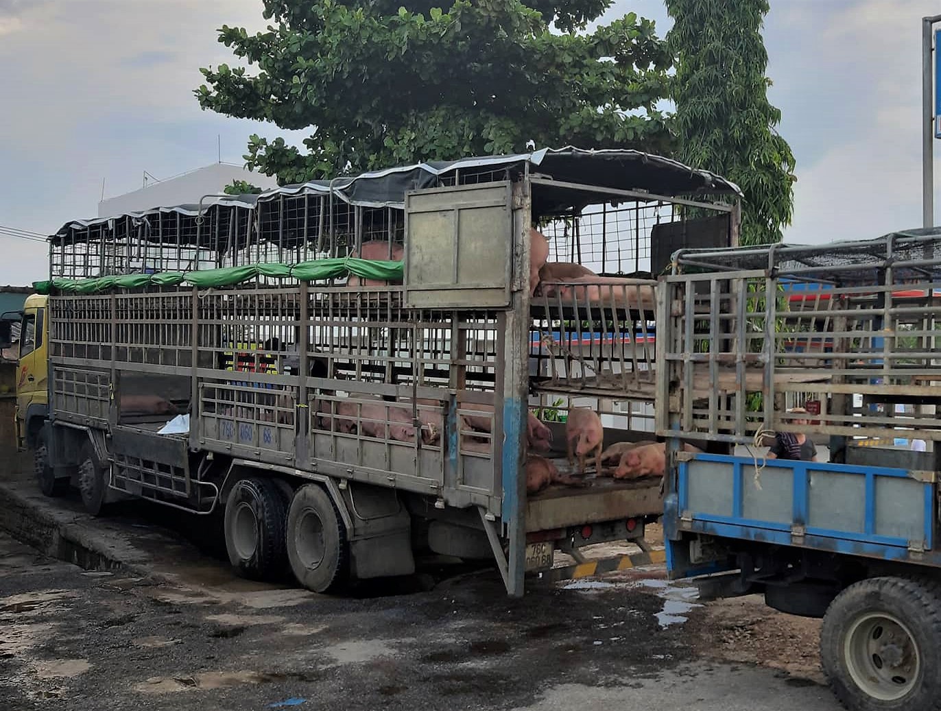 Phát hiện xe tải chở heo chết nhiễm dịch tả châu Phi vẫn đem đi bán - Ảnh 1.